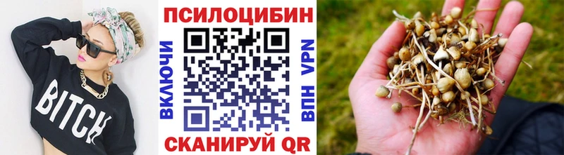 где купить наркоту  kraken tor  Псилоцибиновые грибы Psilocybine cubensis  Павловск 